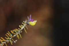 Polygala teretifolia