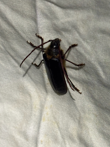 iNaturalist observation photo of Hairy Pine Borer