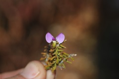 Polygala teretifolia