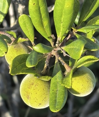 author not stated, no rights reserved Diospyros dichrophylla, photograph author not stated, no rights reserved