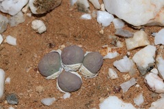 Gibbaeum heathii
