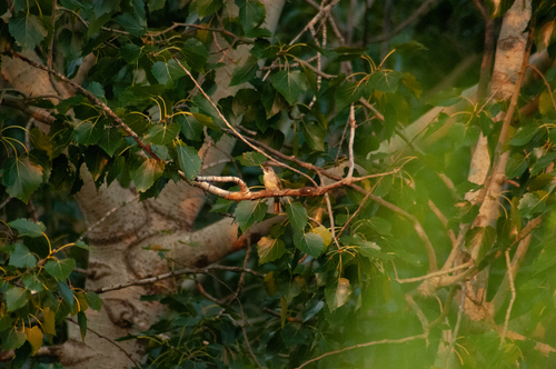 Light-vented Bulbul