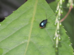 Arthrotus abdominalis