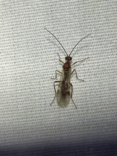 iNaturalist observation photo of Braconid Wasps