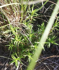 Crassula subulata subulata