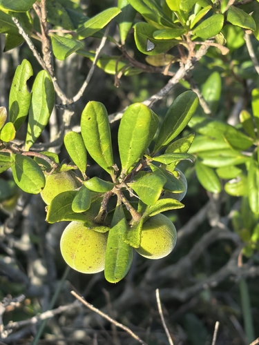 Diospyros dichrophylla, photograph 5