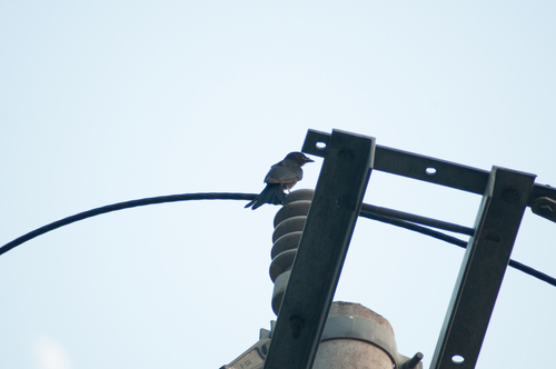 Black Drongo