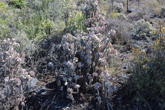 Crassula arborescens
