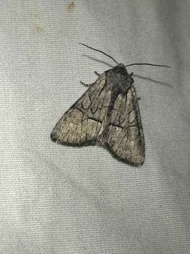 iNaturalist observation photo of Cutworm Moths and Allies