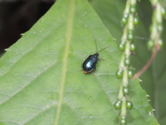 Arthrotus abdominalis