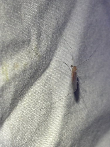 iNaturalist observation photo of Antocha