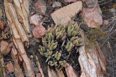 Machairophyllum albidum