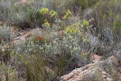 Phylica lachneaeoides