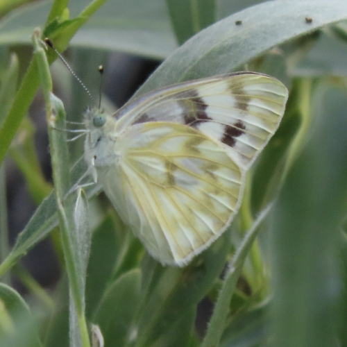 iNaturalist observation photo of Checkered White