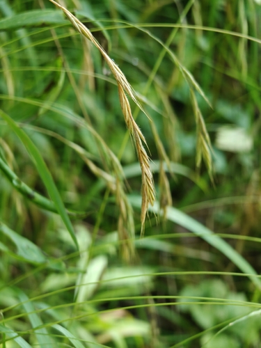 Наблюдение на iNaturalist
