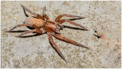 Asthenoctenus borellii