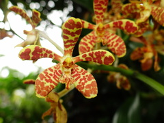 Trichoglottis luchuensis