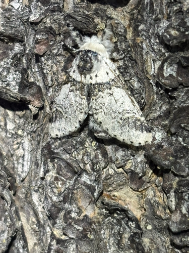 iNaturalist observation photo of Zigzag Furcula Moth