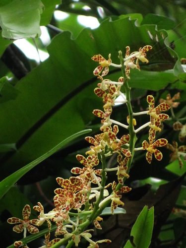Trichoglottis luchuensis, photograph 3