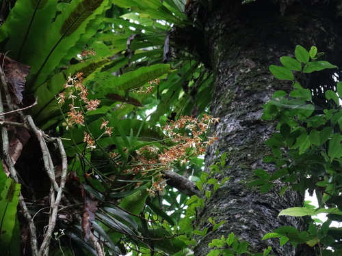 Trichoglottis luchuensis, photograph 1
