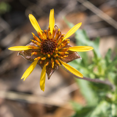 Tetragonotheca texana