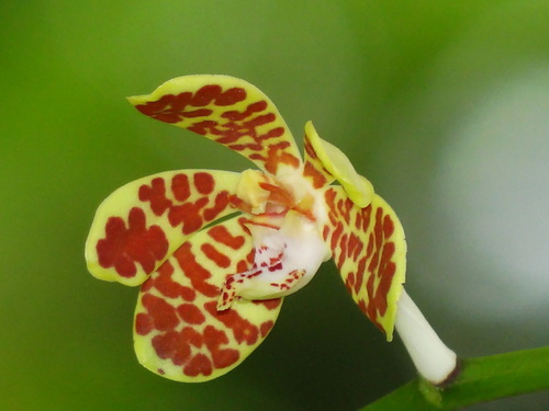 Trichoglottis luchuensis, photograph 4