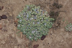 Gibbaeum petrense