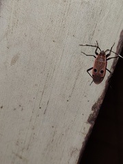 Physopelta quadriguttata