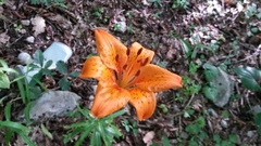 Lilium bulbiferum