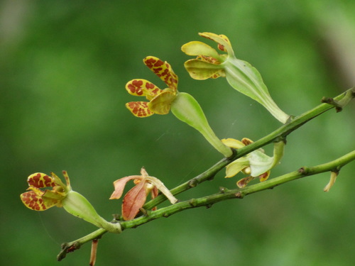 Trichoglottis luchuensis, photograph 5