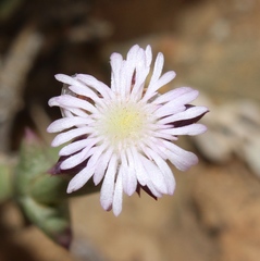 Smicrostigma viride