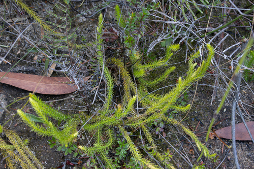 Lateristachys lateralis observed 2026-07-31