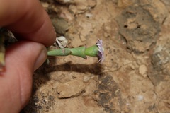 Smicrostigma viride