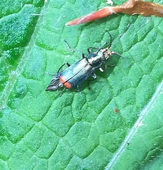 Malachius bipustulatus