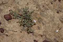 Smicrostigma viride