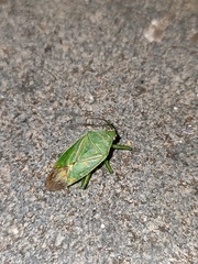 Urolabida