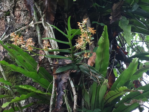 Trichoglottis luchuensis, photograph 2