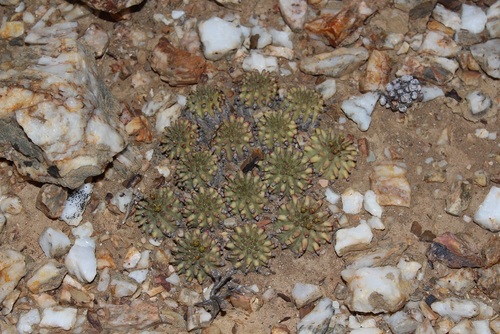 Image of Hedgehog Milkball (Euphorbia susannae) by (c) Brian du Preez, some rights reserved (CC BY-SA)
