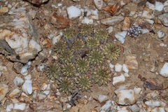 Euphorbia susannae
