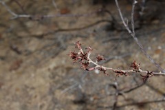 Adromischus filicaulis
