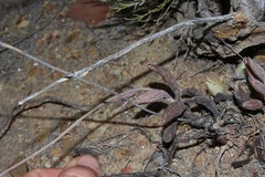 Adromischus filicaulis