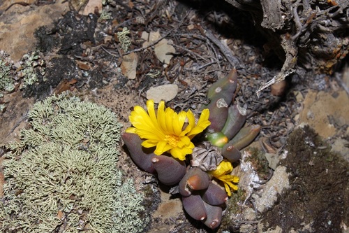Image of Glottiphyllum fergusoniae by (c) Brian du Preez, some rights reserved (CC BY-SA)