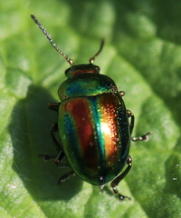 Chrysolina fastuosa