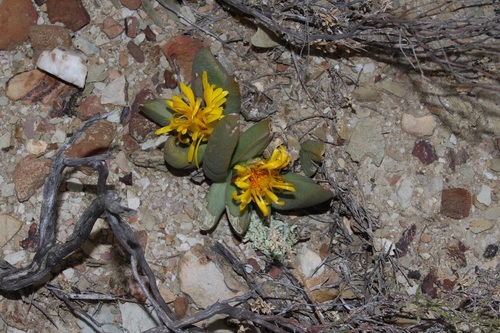 Image of Pointy Tonguefig (Glottiphyllum fergusoniae) by (c) Brian du Preez, some rights reserved (CC BY-SA)