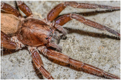 Asthenoctenus borellii