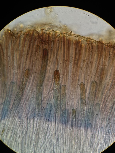 Pachyella