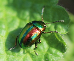 Chrysolina fastuosa