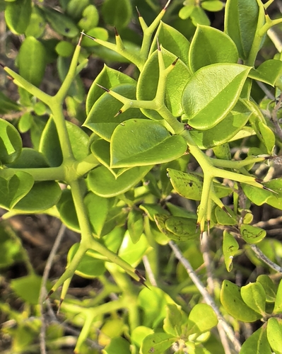 Carissa bispinosa, photograph 4