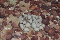 Gibbaeum album