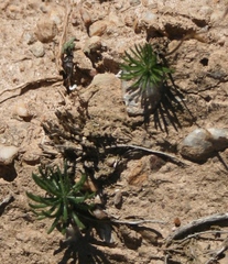 Eriospermum proliferum